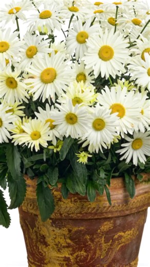 Daisy Flower Growth: 2 Years in 1 Minute