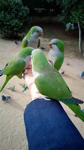 #parrots squawk disturb