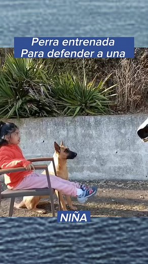 Entrenamiento de Cachorros on TikTok