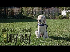 Obedience Command - Busy Busy