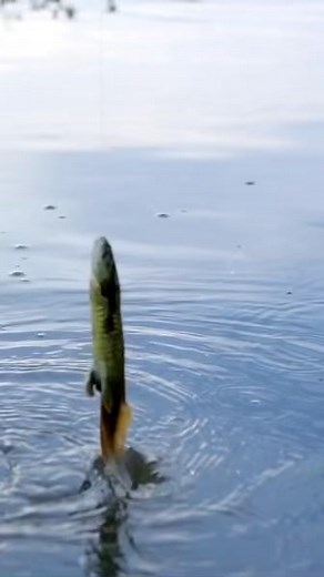 Slurp 🦎🐟 | The Fish Whisperer