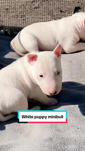 We have some beautiful puppies Miniature bull terrier for the best loved families 💗 Pedigree FCI, Shipping ✈️🚂🚗#terra_viva_bull #minibull #minibullterrier #minibullterrierpuppy #minibullpuppy #bullterrierlove #мінібуль #bulterier #minibullpuppies #мінібультерьер #miniaturebullterrier #минибуль #минибультерьер #bullterier #цуценя #whitebullterrier #собакинеубийцы #miniatyrbullterrier #miniaturbullterrier