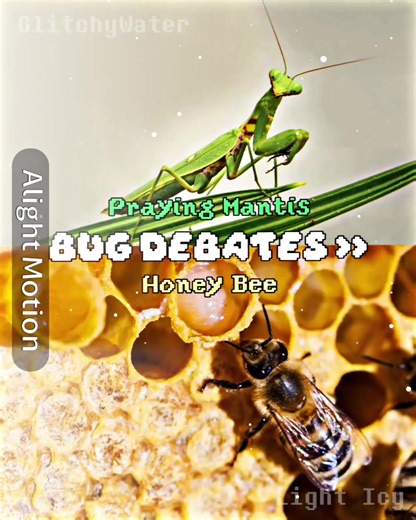 Praying Mantis vs Honey Bee