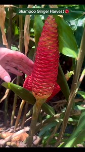 2.9M views · 30K reactions | Shampoo Ginger  #shampooginger #naturalshampoo #awapuhi #awapuhiwildginger | The Zen Hen and The Honey Bee Farm | Facebook