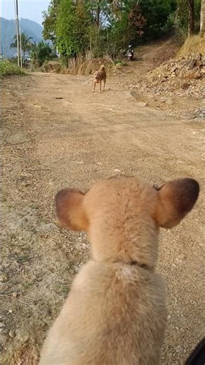 babe cute dog 🐶🐕🐶🐕🐶