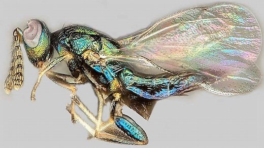 Crypt-Keeper Wasp: An Interesting Hyperparasite