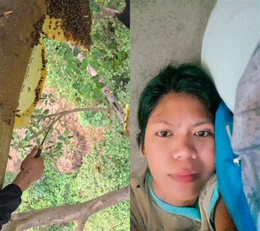 He climbed all the way up for that delicious honey. Worth the height!” 😅 #HoneyHunt #SweetClimb #BraveCollector | Eleanor Repoyla Montibon