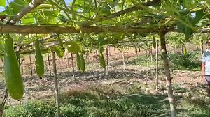 1.2K views · 13 reactions | চৰাইদেউ জিলা কৃষি বিভাগৰ সাপেখাটি-১ কৃষি চক্ৰৰ আহোখাট পঞ্চায়তৰ কৃষক ৰত্নেশ্বৰ গগৈয়ে কৰা কৃষিকাৰ্যৰ কিছু দৃশ্য  Himanta Biswa Sarma CMO Assam Atul Bora অতুল বৰা Directorate of Information and Public Relations, Assam | Department of Agriculture, Assam | Facebook