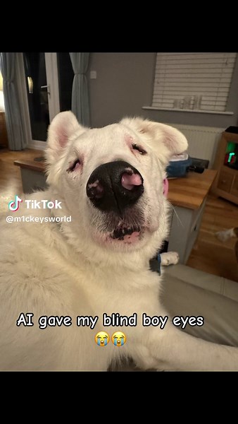 AI Transforms Life for a Blind Deaf Dog