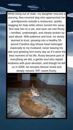 Rusty: The Dog Who Chose Us”