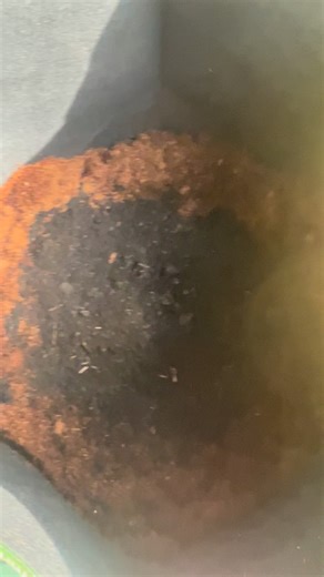 Did you know red wigglers can eat half their body weight in scraps every day? 🍌🥕 They turn your kitchen waste into nutrient-rich worm castings 🌿—the ultimate plant food! Moist, dark, happy worms = happy soil = thriving plants! 💚 #gardening #organic #plantlife #worms #soilhealth | Farmer Jon