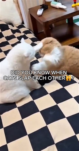 WHY DO CATS KEEP SLAPPING EACH OTHER? 🐱👋#shorts #cutecat