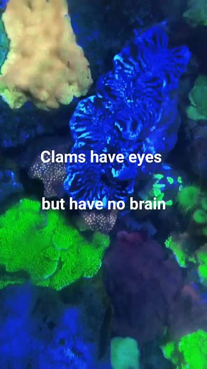 Giant Clam in Captivity: A Fascinating Marine Biology Observation