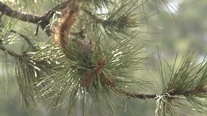 Red Squirrel Foraging and Climbing Pine Tree Branches in Summer