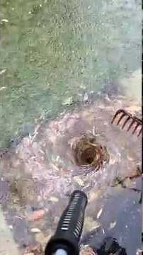 Storm Drain & Leaf Debris