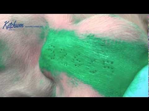 Instructional Video on Ear Tattooing Pigs