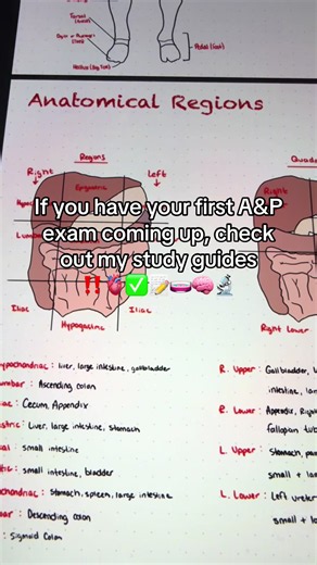 If you’re struggling to keep up with making notes and studying, check out my anatomy and physiology study guides! They save you hours of time and you can start studying immediately! #fyp #anatomy #nursing #anatomyandphysiology #physiology