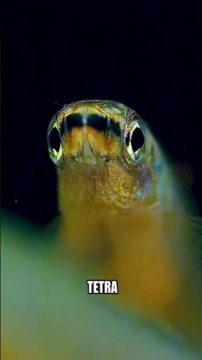 Why This Fish Lays Its Eggs on Leaves 😱