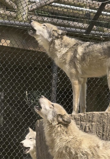 Wolf Wednesday: Howling Timber Wolves at Memphis Zoo