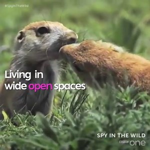 153K views · 1.7K reactions | Prairie dogs are surprisingly smoochy creatures.  #SpyInTheWild | BBC One | Facebook