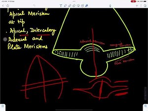 Origin and development of Leaf@BotanistMeena1987