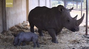 727K views · 596 shares | A zoo in central Israel on Monday announced the rare birth of a white rhinoceros, an endangered species. Rami, a male, was born several days ago in the Ramat Gan zoological center and safari park following an 18-month pregnancy. His mother, Rihanna, is originally from South Africa. Rihanna belongs to the southern white rhinoceros subspecies that is native to southern Africa. There are around 20,000 of the animals around the world. | CGTN | Facebook