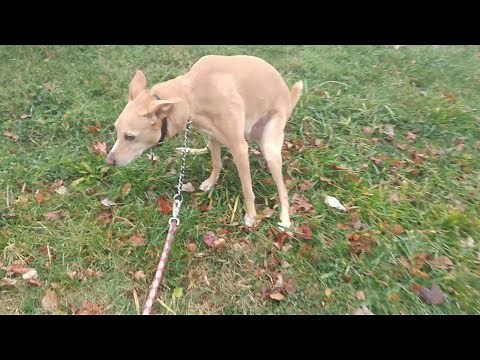 Dogs poop on walk compilation