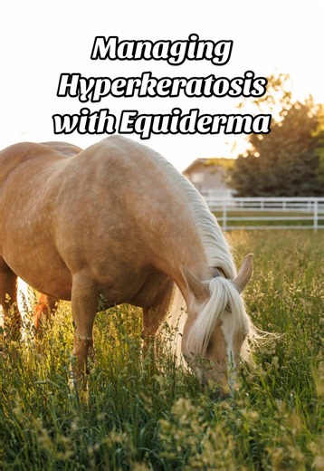 Mallenders & Sallenders (Hyperkeratosis) treatment for feathered horses