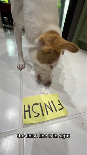 OliveCelebrates365 | January 5 - National Whipped Cream Day . Who do you think won? Mom said “just a little whipped cream” Next thing I know I’m in a... | Instagram