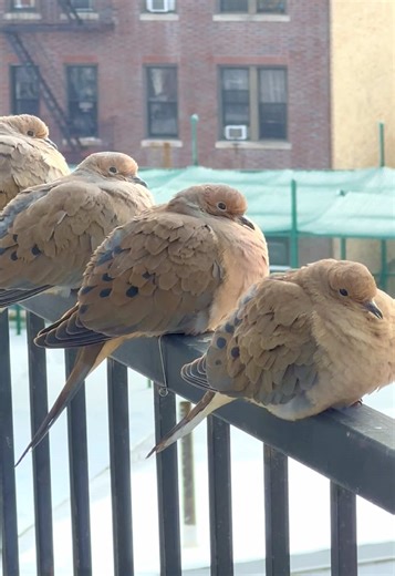 a very fluffy bunch #bird #birdwatching #mourningdove #borb #birdsoftiktok