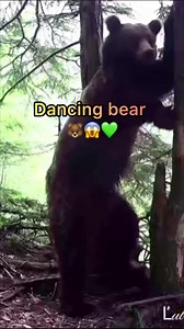 14K views · 196 reactions | The incredible dancing bear!  #ThisIsSlovakia #dance #MustWatch #wildlife #nature #browbear #viral #slovakia #bear #europe #dancing Video: Lubos Fojtik | This Is Slovakia | Facebook