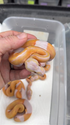 Dual sired Dreamsicle clutch! GHI Dreamsicle and Pinstripe Dreamsicle x Dreamsicle. #python #pythonregius #royalpython #ballpython #ballpythons #ballpythonsofinsta #ballpythonsofinstagram #ballpythonsofig #ballpythonmorphs #ballpythonmorphsofinstagram #ballpythonbreeder #ballpythonbreeding #piedballpython #lavenderballpython #dreamsicle #dreamsicleballpython #royalconstrictordesigns | Royal Constrictor Designs.com