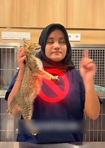 How to Properly Hold Your Cat Safely