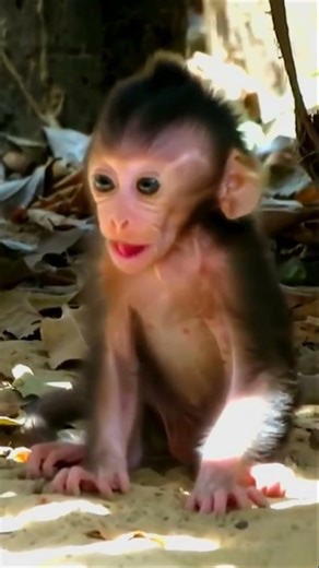 Adorable Baby Monkey Moving Its Mouth Like It’s Talking 🐒💬