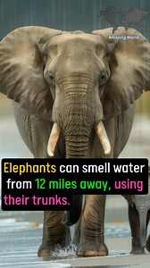 Elephants | Amazing World