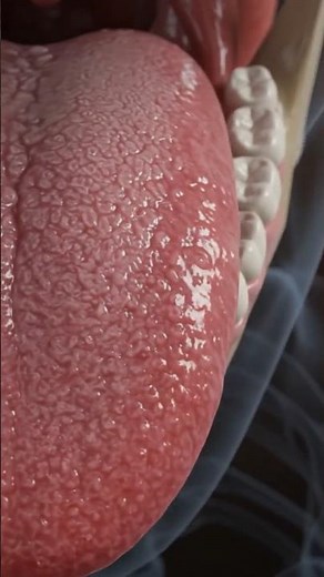 This anatomical animation of the human tongue reveals how it helps in tasting and speaking.#youtube