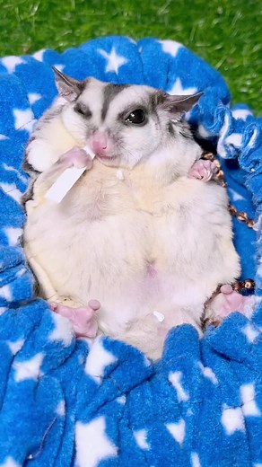 Obese Sugar Glider: Understanding the Effects of Excess Weight on Cute Pets