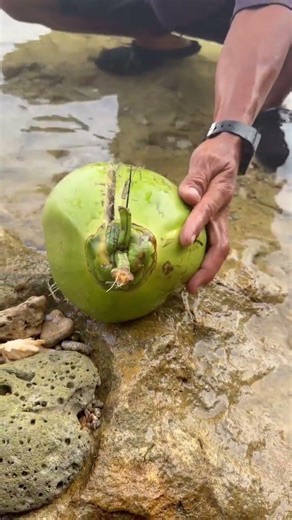The Most Satisfying Way to Open a Fresh Coconut 🥥🌊