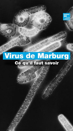 Un homme est décédé du virus de Marburg en Guinée, début août. Cette fièvre hémorragique se transmet à l’homme par les chauves-souris. ➡️ Voici ce qu’il faut savoir sur ce virus | FRANCE 24