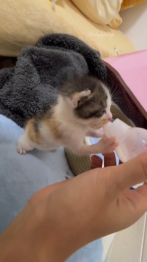 5.6K views · 308 reactions | ASMR｜MILK TIME #adorable #cat #catvideos #kitten #catshorts #cute #asmr #relaxing #satisfying | Baby Cat | Facebook