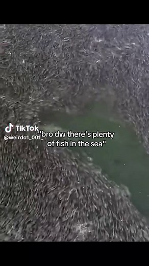 Plenty of Fish in the Sea meaning — Bro, don't let this flop
