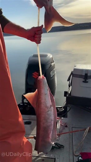 Perfect Paddlefish Fillet Every Time #fishing #skill #tutorial