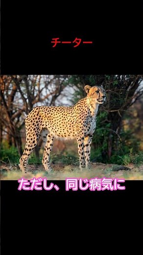 チーターの意外なスゴさ