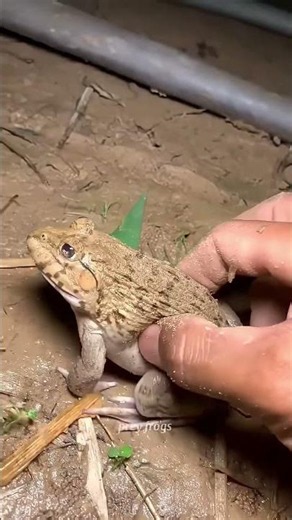 Boing catch frogs funny |froggy catch funnywep wep |funny froggy#shorts