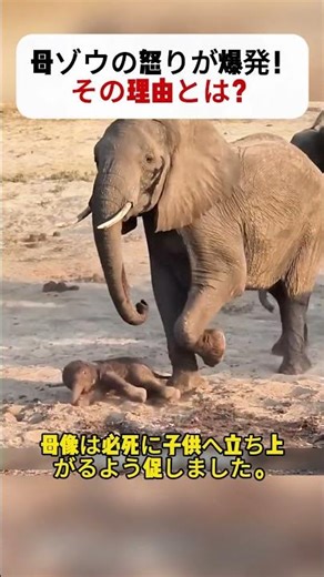 A mother elephant's anger explodes! What's the reason? #AfricanLand #Wildlife #MotherlyInstinct #...