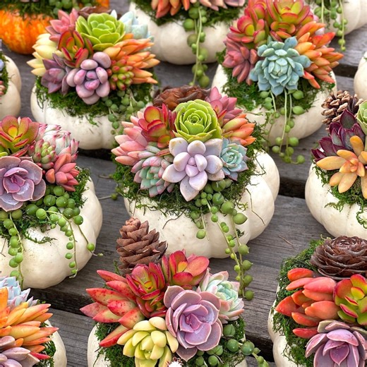 White Chubby Pumpkin Succulent Arrangement: Fall Thanksgiving Centerpiece - Etsy