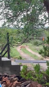 This must be the Sandponics system in one of the wildest parts of the World. In a private game reserve adjacent to the famous Kruger National Park, South Africa. It has already been visited by Impala , elephants and even a pride of lions. We hope the owner captures more footage of the inquisitive African wildlife going forward. Only a fence separates the wildlife from this beautiful Sandponics system. Video’s courtesy of Laetitia, one of our customers who attended our Sandponics course and who p