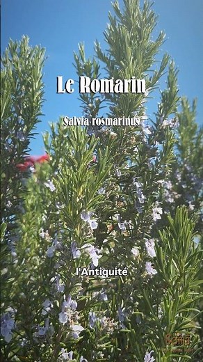 Rosemary: a sun-loving, protective plant and liver ally 🌿