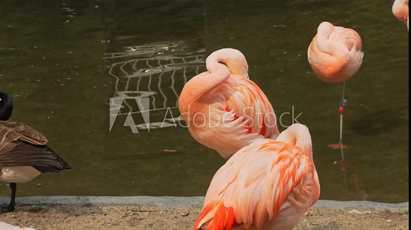 Flamingo spreads its wings and shakes its head while standing on one leg on the beach of a pond. Caribbean flamingo resting on the sand or pink flamingo in the wild, phoenicopterus ruber