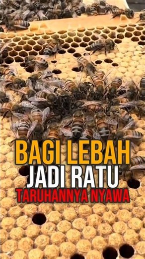Ratu Lebah Bisa Dibunuh Koloninya Sendiri